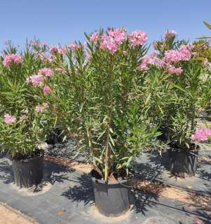 Nerium-oleander-C-30-40-4