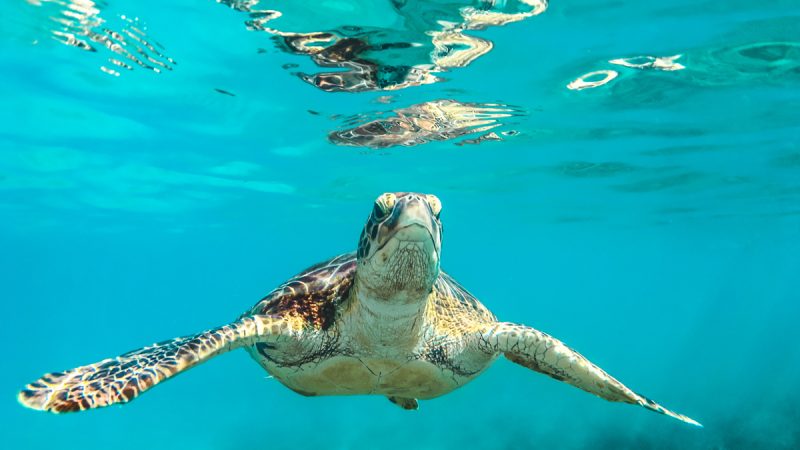 Tortoise could swim faster than walking