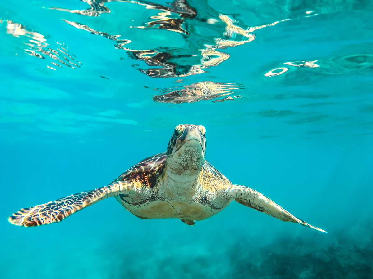 Tortoise could swim faster than walking
