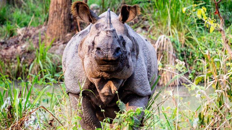 One horn rhino is nearly about extinct
