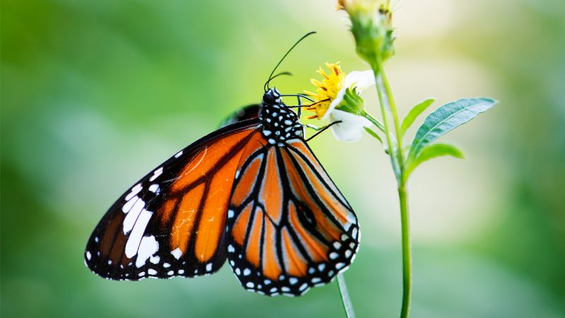 Newly habitat is hard for butterflies to live