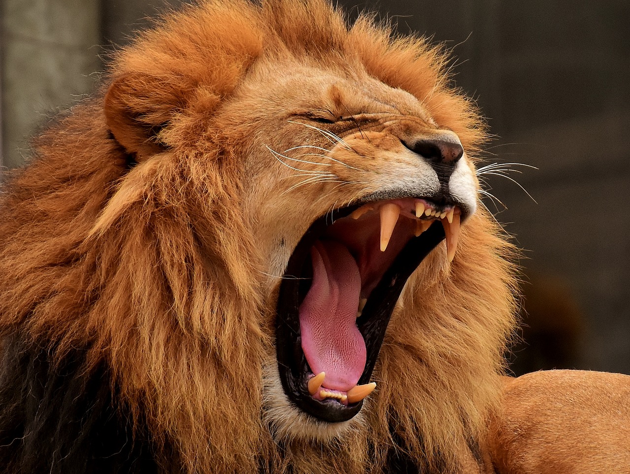 Lion killed animals protecting their extinction